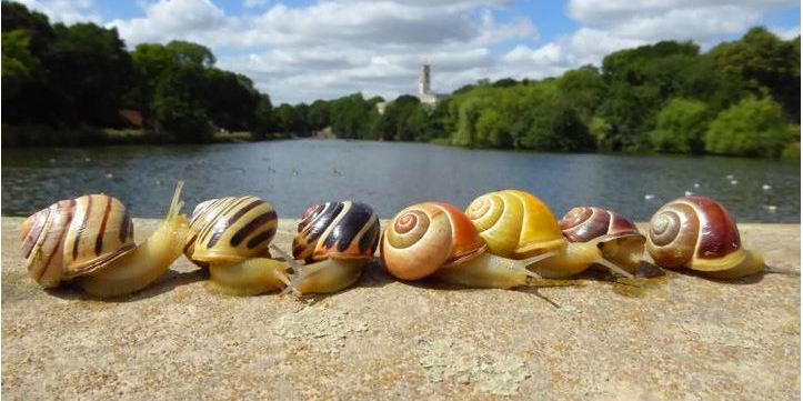 تعبیر-حلزون-در-قهوه